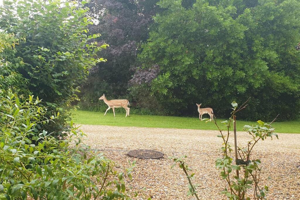 The Old Barn Annexe, Cosy Stay, Close Drive To City, Beach, South Downs & Goodwood Чічестер Екстер'єр фото